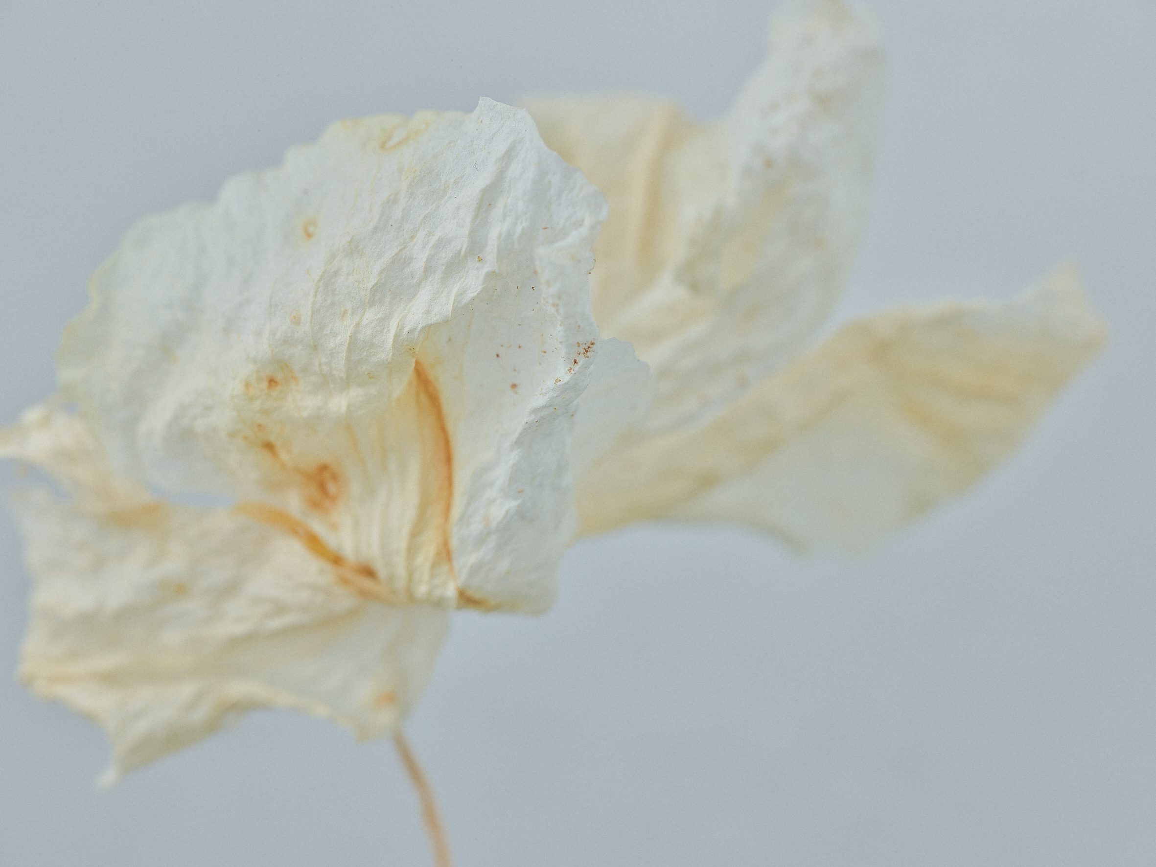 Kimdooha_Flowers_fall_25_2019_Archval_Pigment_Print